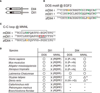 Dll1 Can Function as a Ligand of Notch1 and Notch2 in the Thymic Epithelium